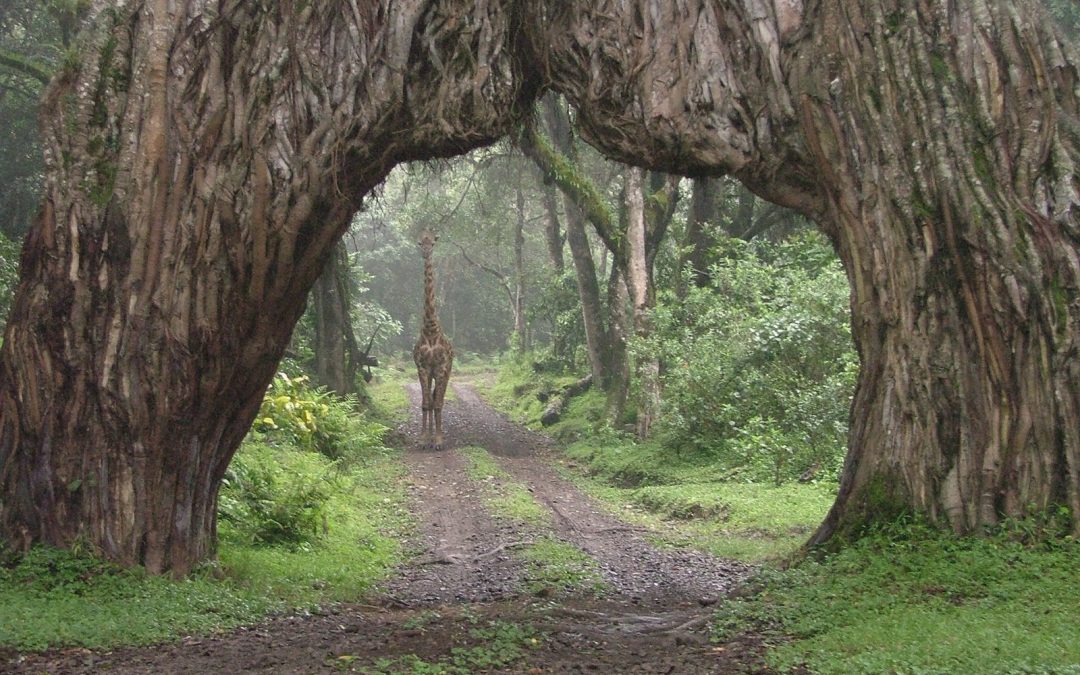 A giraffe walking through a fig-tree arch in Arusha National Park