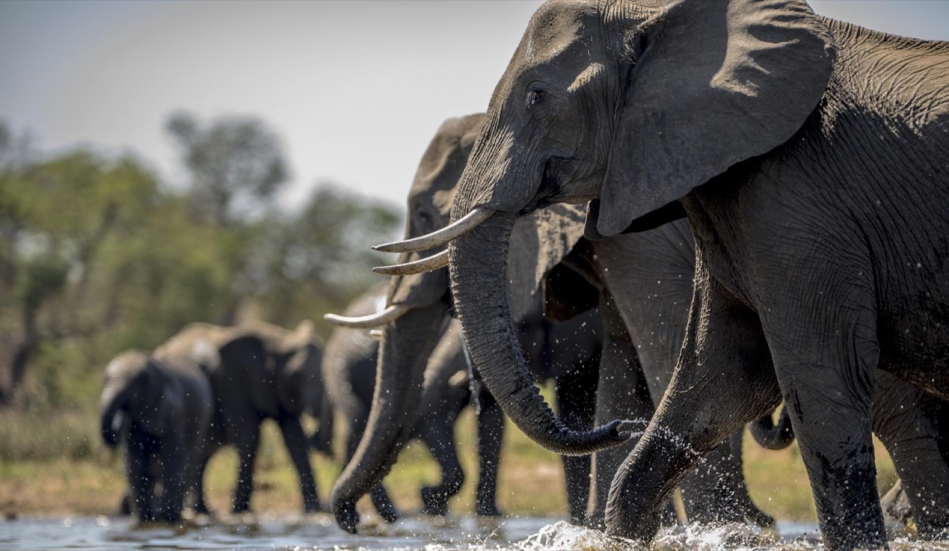 Elephants wading through water